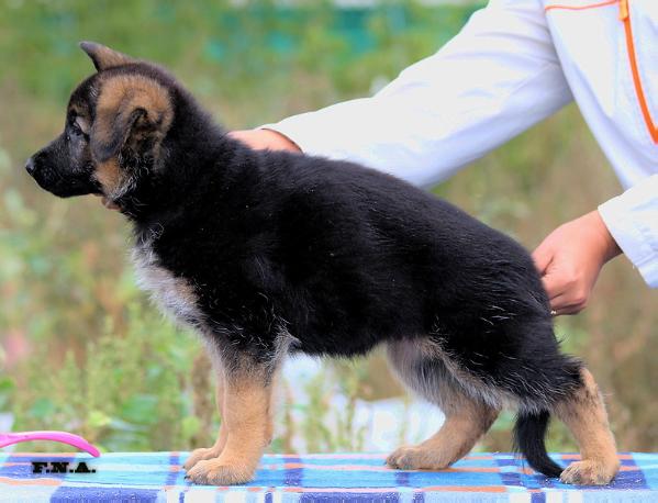 Weitenshof Karma | German Shepherd Dog 