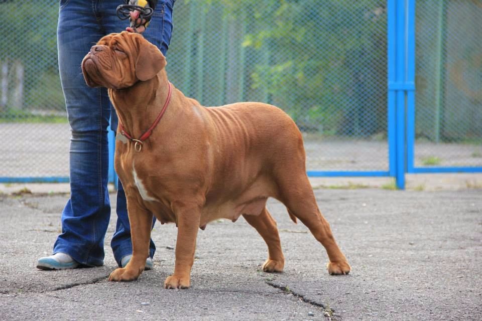 Dorsdorf Carmen | Dogue de Bordeaux 