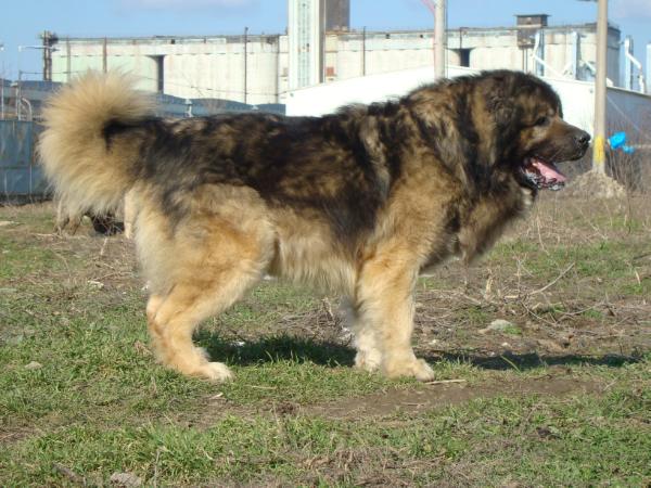 Safari De Valeni | Caucasian Mountain Dog 