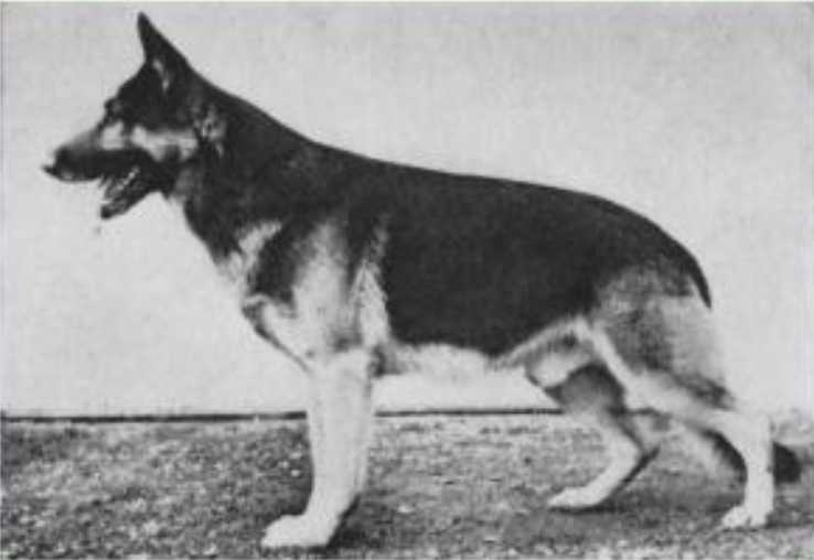 Dago vom Schloß Dahlhausen | German Shepherd Dog 