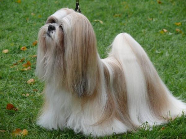 Shiawandi Wendy | Lhasa Apso 