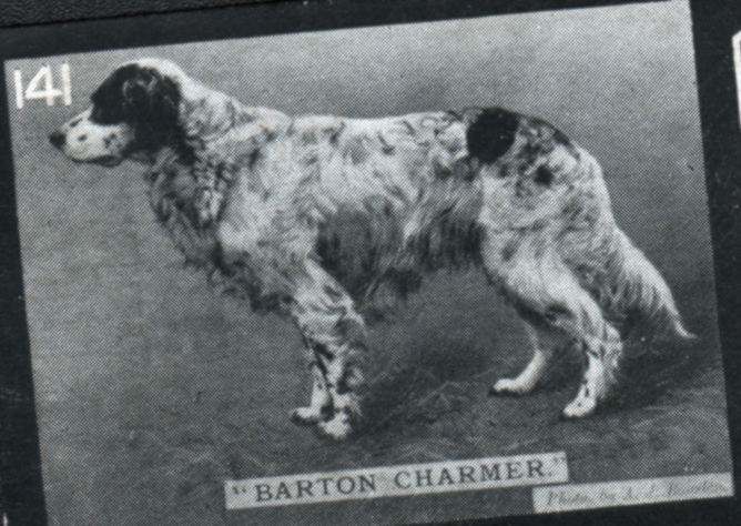 Barton Charmer (South Durham Charmer) | English Setter 