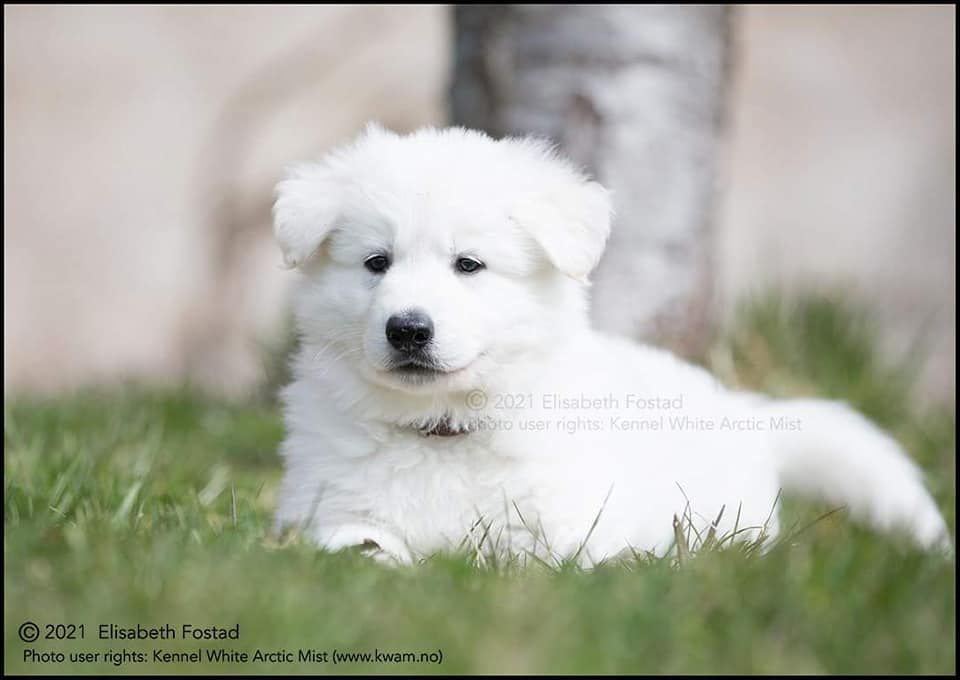 Lorcan av White Arctic MIst | White Swiss Shepherd Dog 