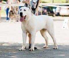 Timertash Important Person | Central Asian Shepherd Dog 