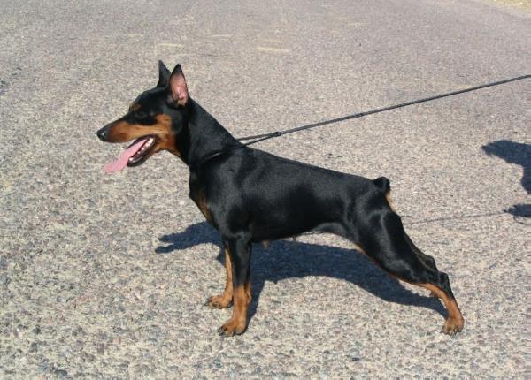 Malagris Tiarela Tiara | Miniature Pinscher 