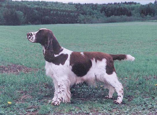 Inu-Goya Lady Sings The Blues | English Springer Spaniel 