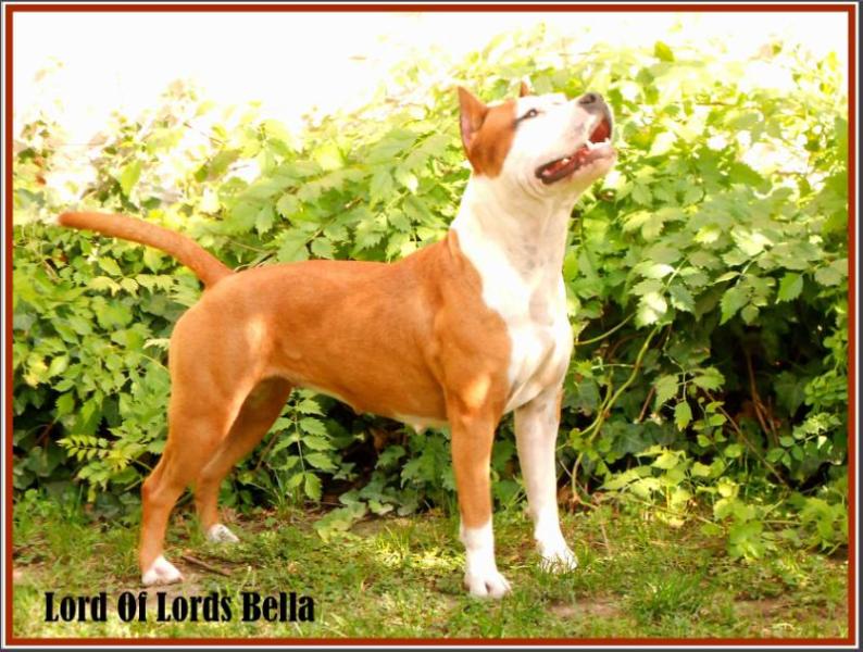 Lord of Lords Bella | American Staffordshire Terrier 