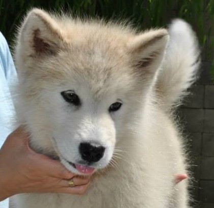 Winanga's I'm in Love | Alaskan Malamute 