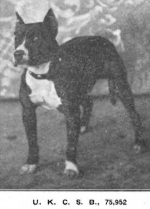 Macklin's Tuffy | American Pit Bull Terrier 