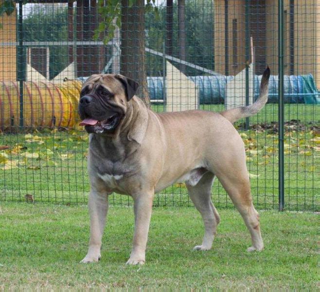 I BRAVI RAGAZZI GIMME! GIMME! GIMME! | Bullmastiff 