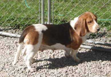 Lowa | Basset Hound 