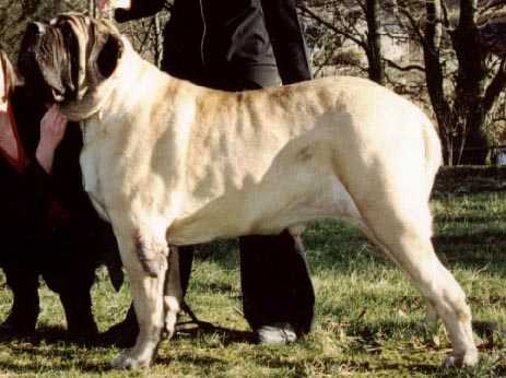 Kumormai Pride N´prejudice | Mastiff 