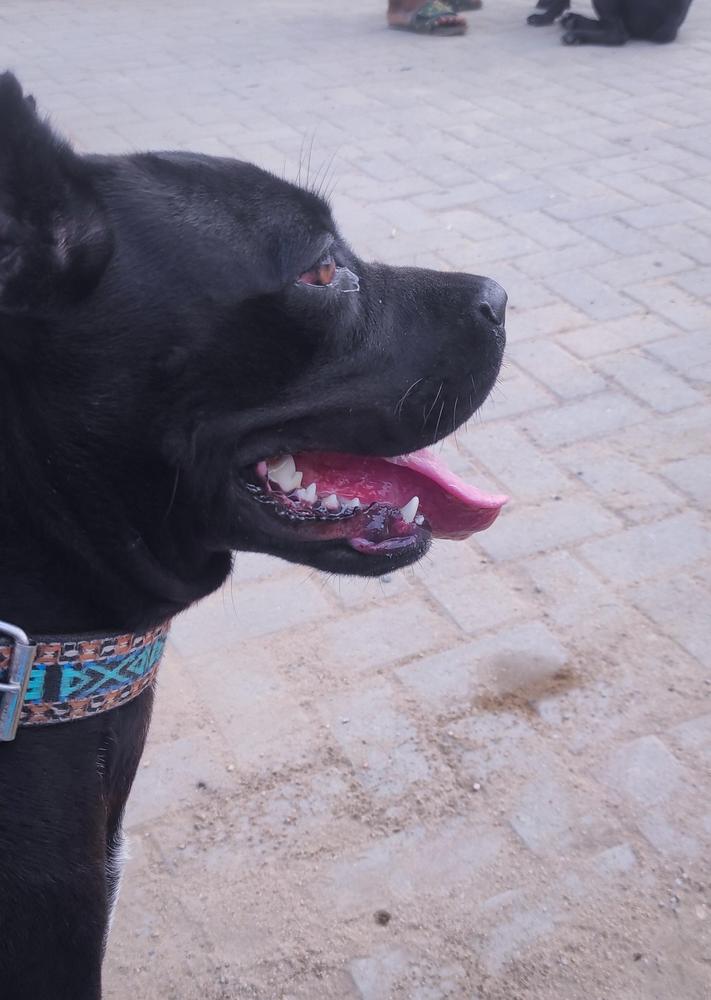 HERA OF WATCHER’S | Cane Corso 