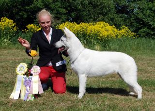 Sunnantorps Torpedo Girl | White Swiss Shepherd Dog 