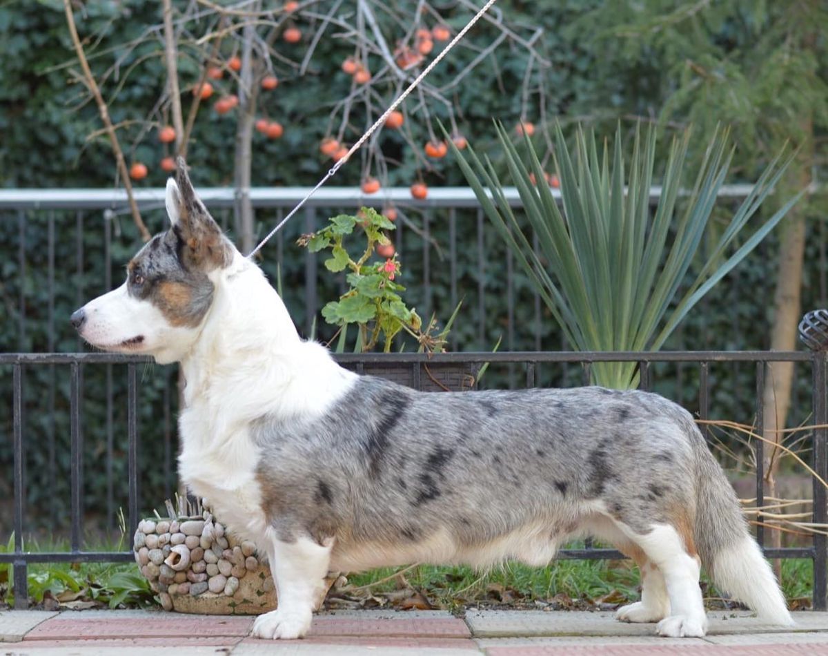 SEVASTOPOLSKIY VALS EVGENII ONEGIN | Cardigan Welsh Corgi 