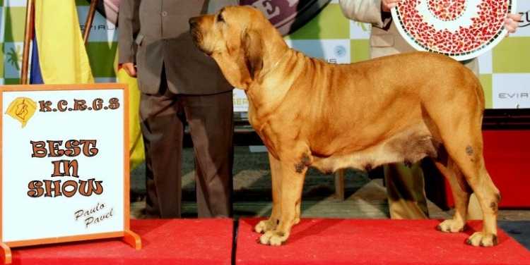 Blecia IV do Rincão Violento | Fila Brasileiro 