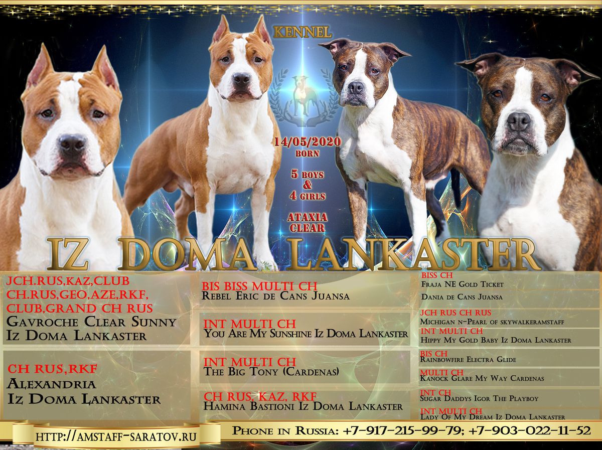 Honor Iz Doma Lankaster | American Staffordshire Terrier 