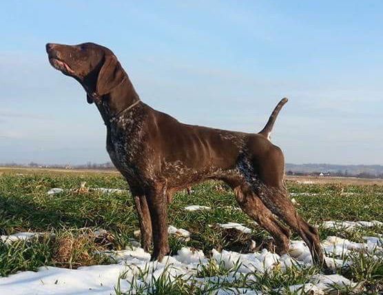 Zapa | German Shorthaired Pointer 