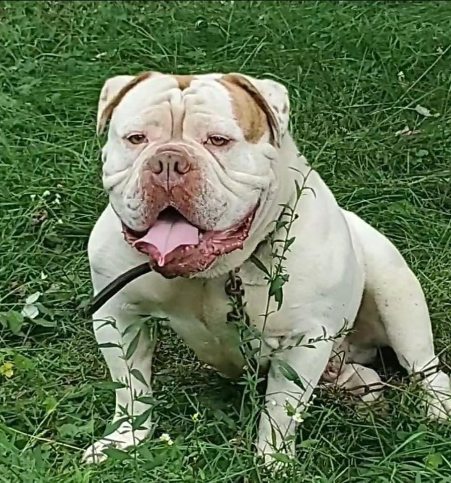 CBBZ' Big Benny | Olde English Bulldogge 