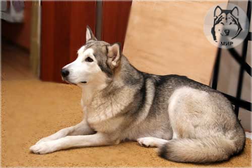De Anrit Zvezdnaya Noch | Alaskan Malamute 