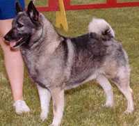 Trymar's Ellyd the Bold | Norwegian Elkhound 