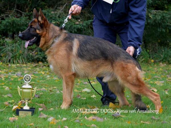 Xyrus Von Amalaberg | German Shepherd Dog 