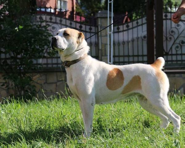Amira | Central Asian Shepherd Dog 