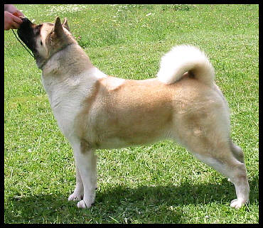 Kuroi Kao's Noko Takara Of Wasenshi | Akita 