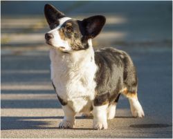 Listen to My Song | Cardigan Welsh Corgi 