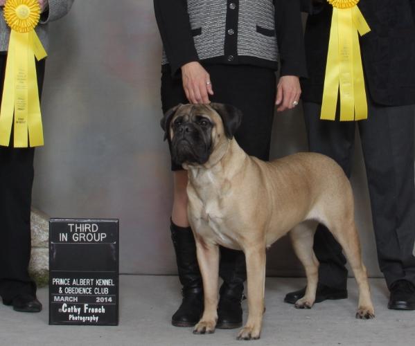 Leatherneck Chasing Independence | Bullmastiff 