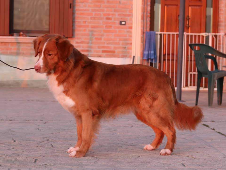 Roan The Nordic Hunter Di Casa Toller | Nova Scotia Duck Tolling Retriever 