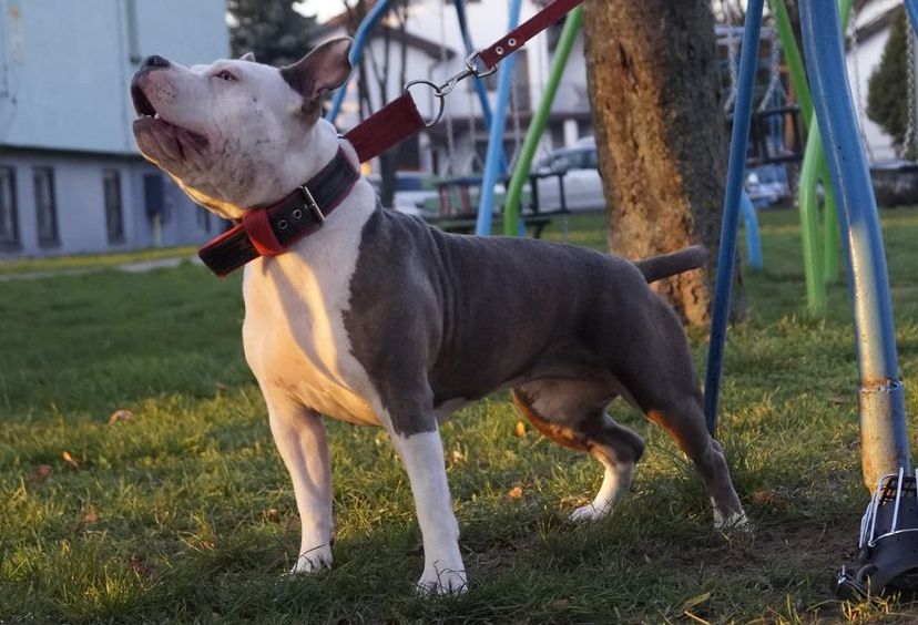 BELLA Ferrum Bellator | American Staffordshire Terrier 