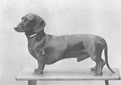 Fellow von Calenberg | Dachshund 