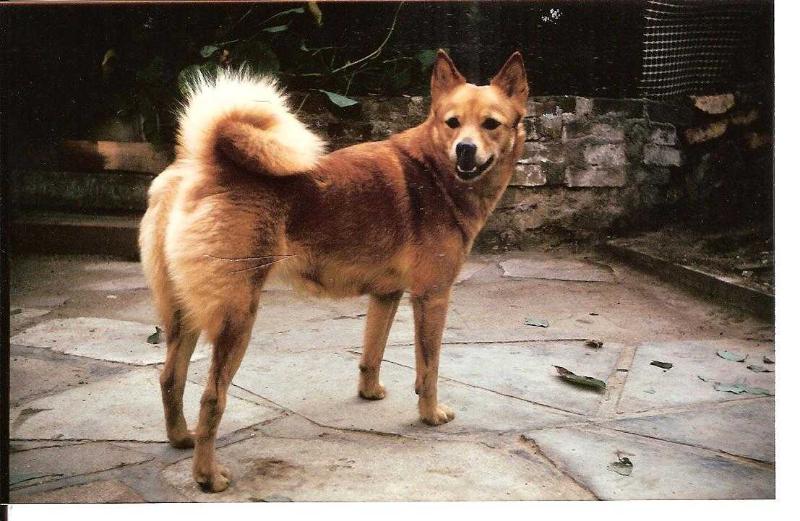 MANSIKKA de la Cascade des Jarreaux | Finnish Spitz 