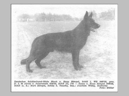 Black vom Haus Himpel | German Shepherd Dog 