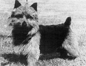 Coco Craigo | Norwich Terrier 