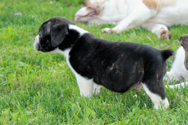 Dogface's Barney | Olde English Bulldogge 