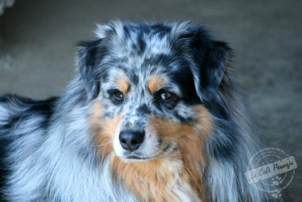 Good Road 66 de l' Herbier Féérique | Australian Shepherd 