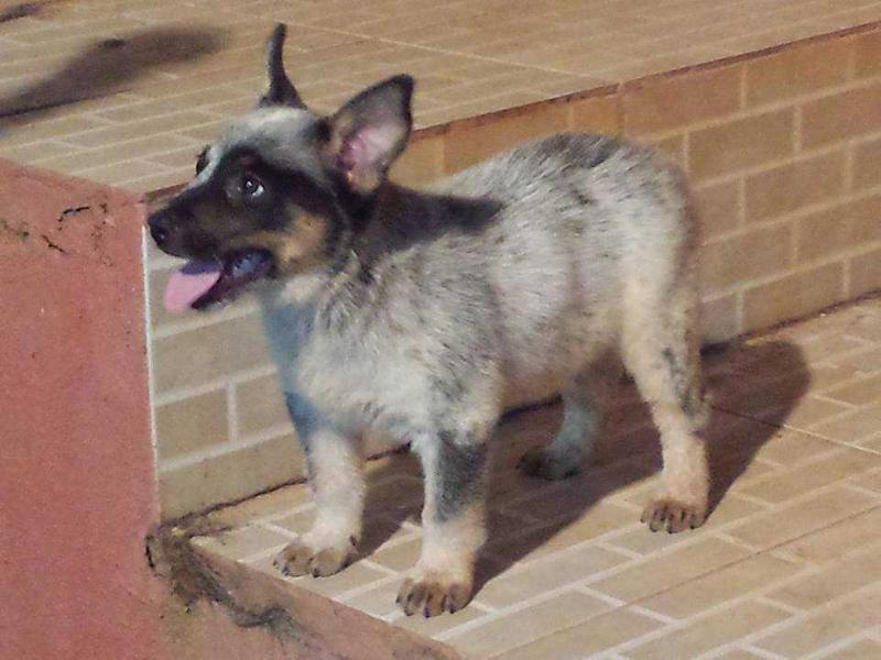 BATMAN BLUE HEELER SELIVON | Australian Cattle Dog 