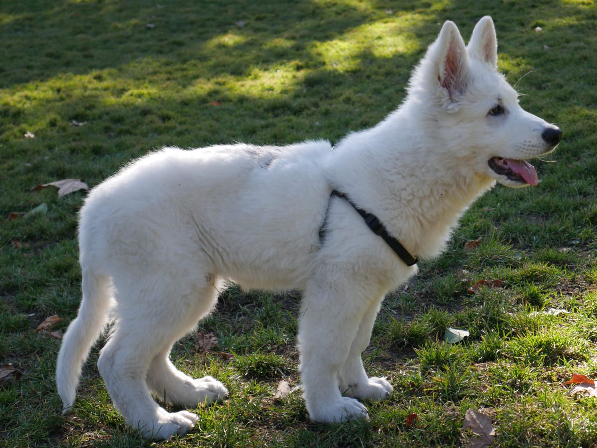 The witcher of the white company | White Swiss Shepherd Dog 