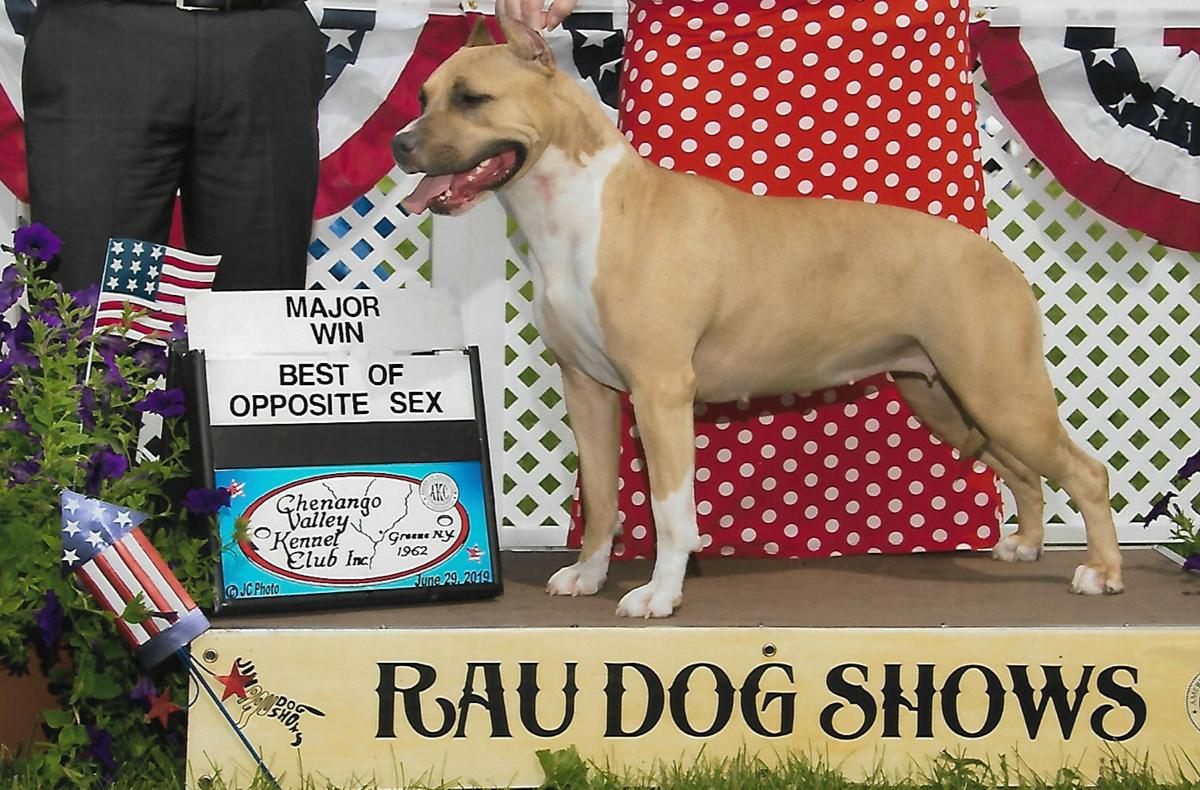 Schaber's Glory Days ATT | American Staffordshire Terrier 