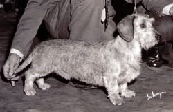 Cyclone Wire Of Heying Teckel | Dachshund 