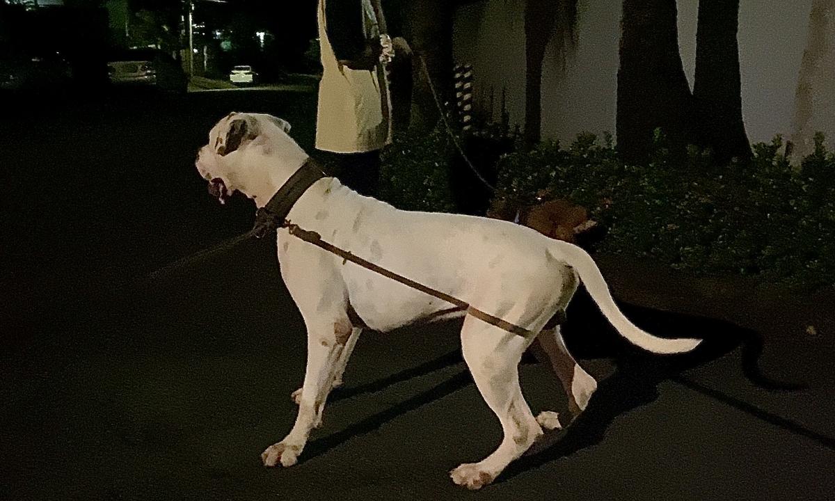 ThunderBeast’s Raiju | American Bulldog 