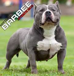 Gottyline's Barbee | American Pit Bull Terrier 