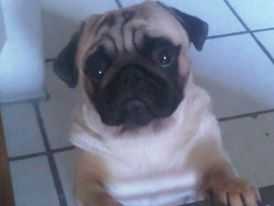 Vergaros chapulin mex | Pug 
