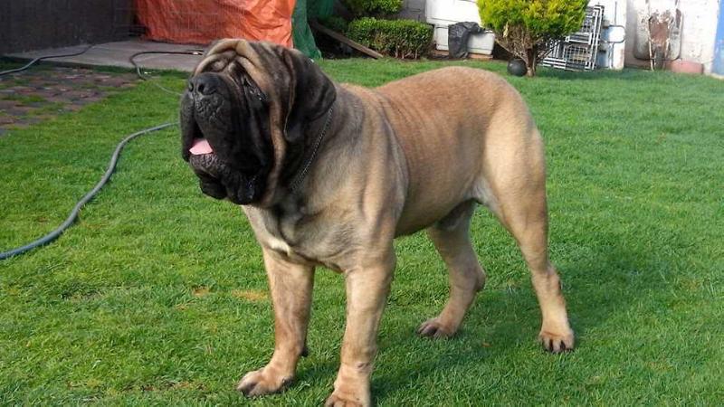 ALI EL DEMOLEDOR ORREY (ORDOÑEZ) | Mastiff 