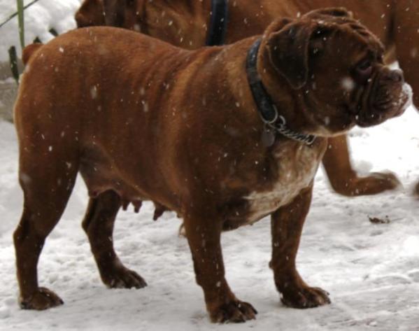 GodDogz Ginger | Olde English Bulldogge 