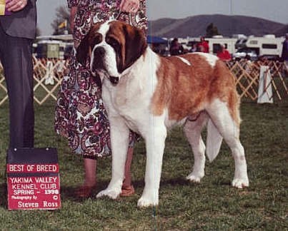 NEW SAGE ANOTHER HAWK | Saint Bernard 