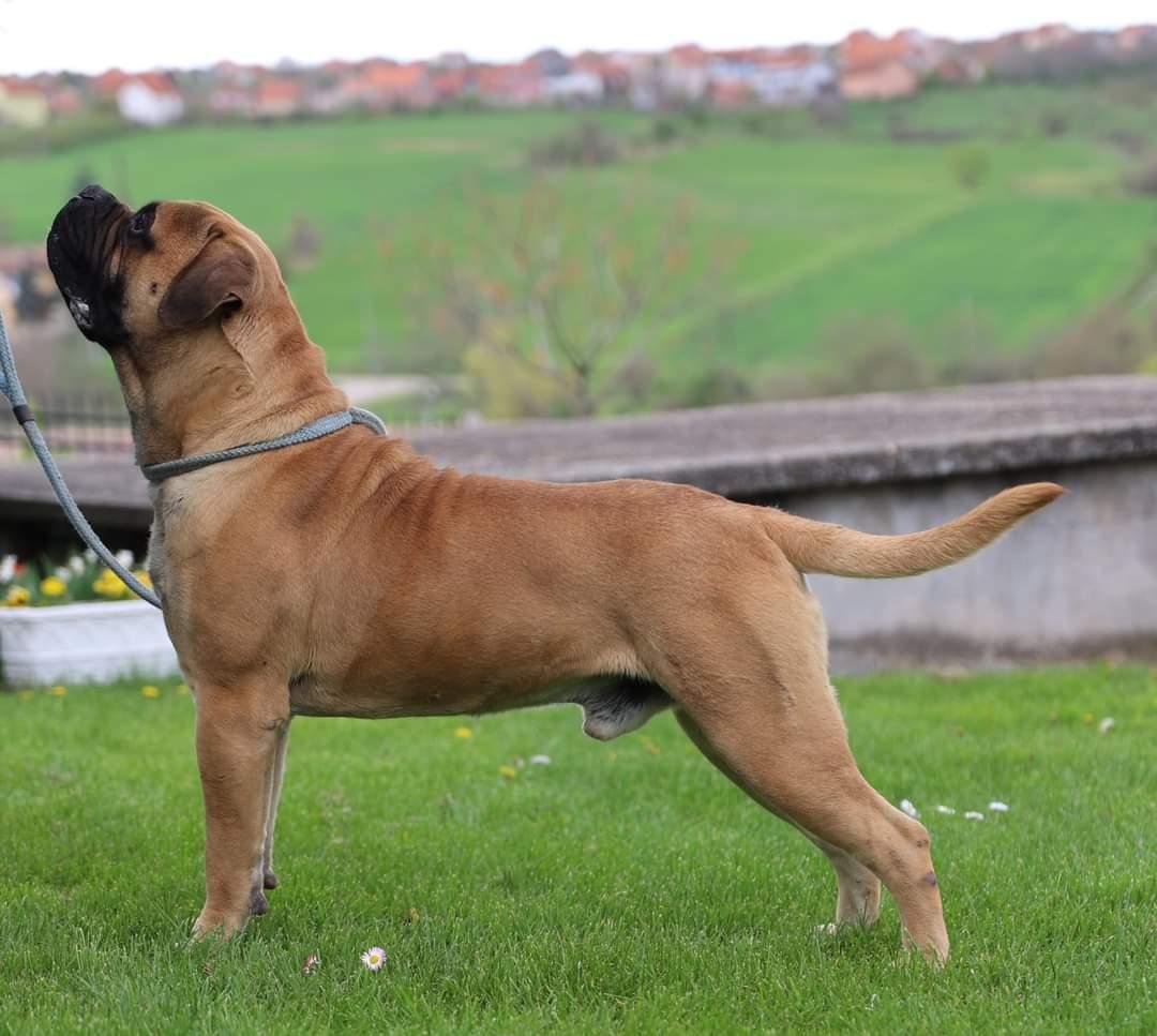 Fred Of Godlike Step | Bullmastiff 