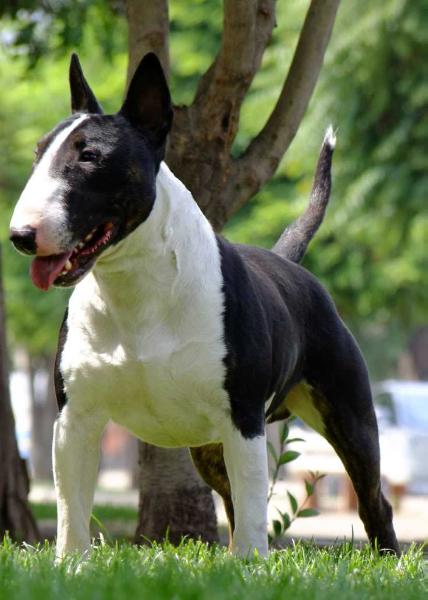 KRUGER COLLCAR | Bull Terrier 